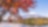 An image of a snow capped Mount fuji in the background with a red leafed tree in the foreground