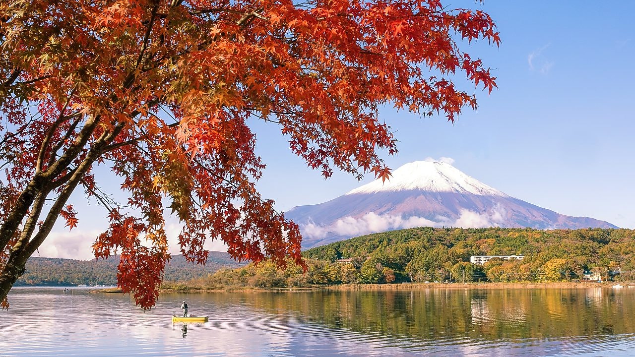 An image of a snow capped Mount fuji in the background with a red leafed tree in the foreground