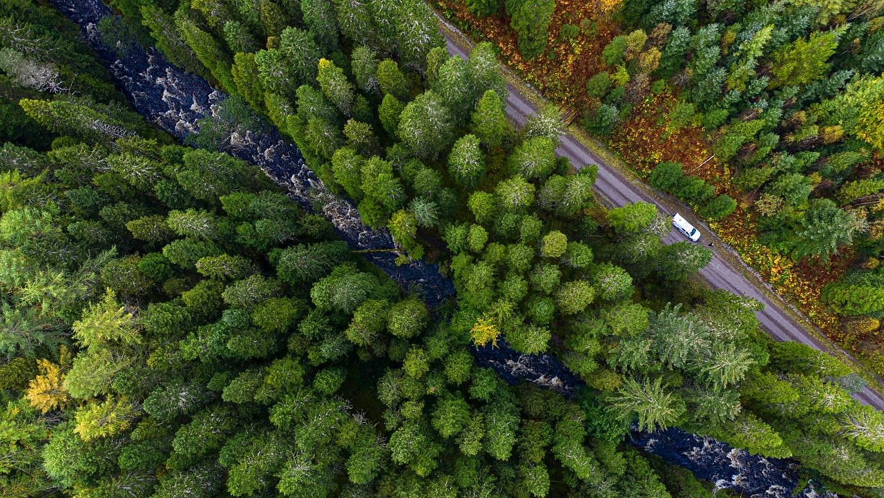Forest with car and road
