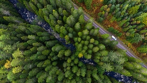 Forest with car and road