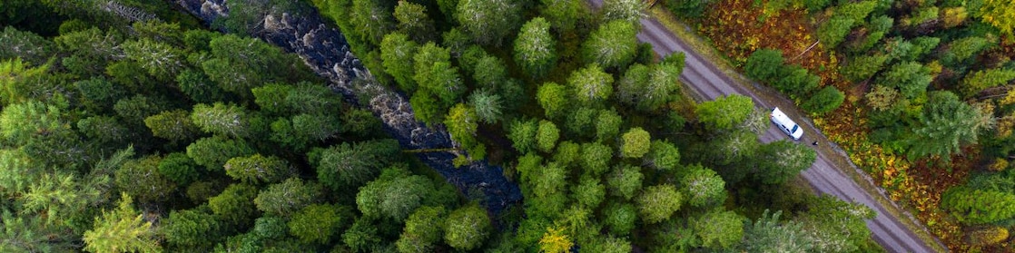 Forest with car and road