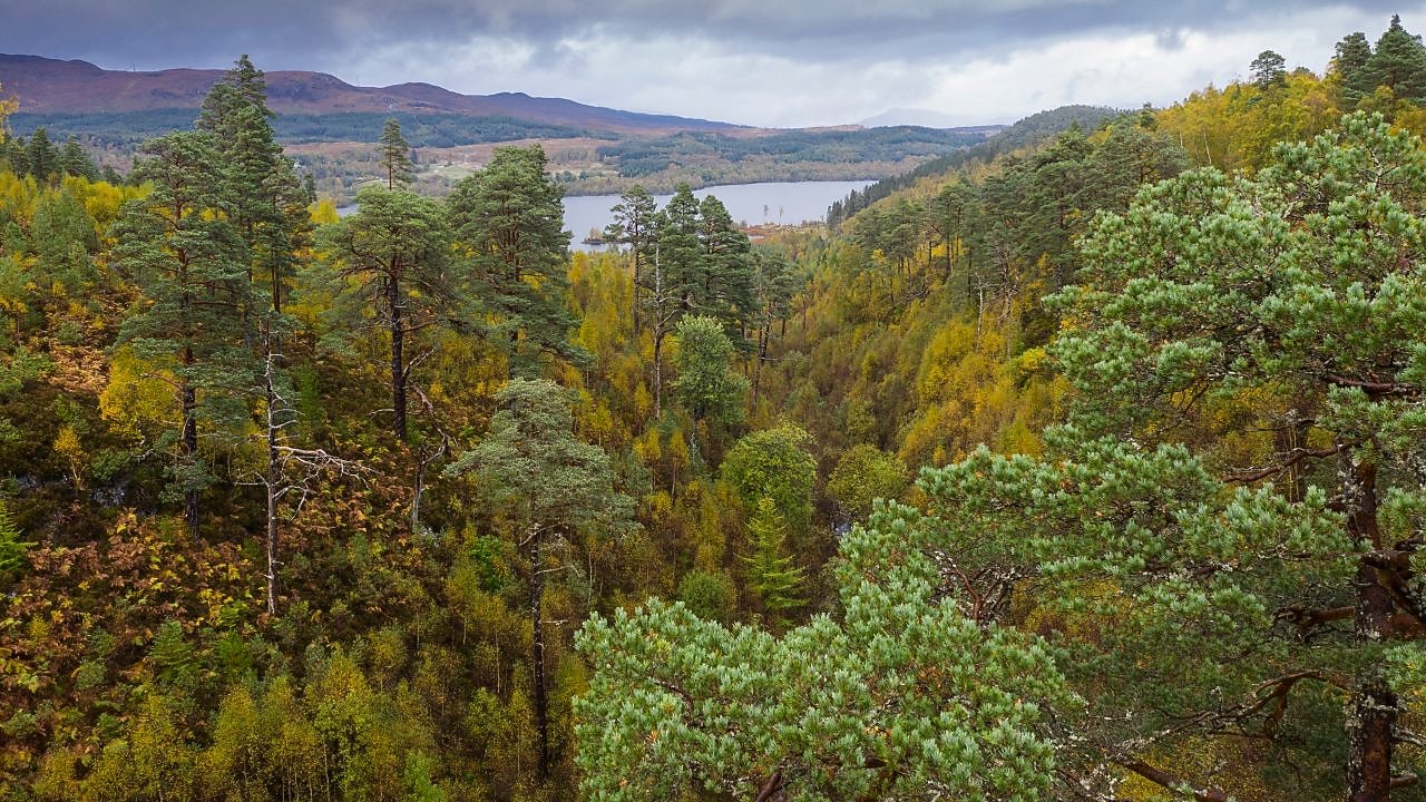 ボランタリーカーボンマーケットを読み解く：需要の動向、課題、新たな機会